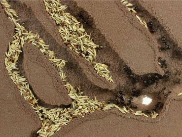 Bundle Offer - Messor barbarus